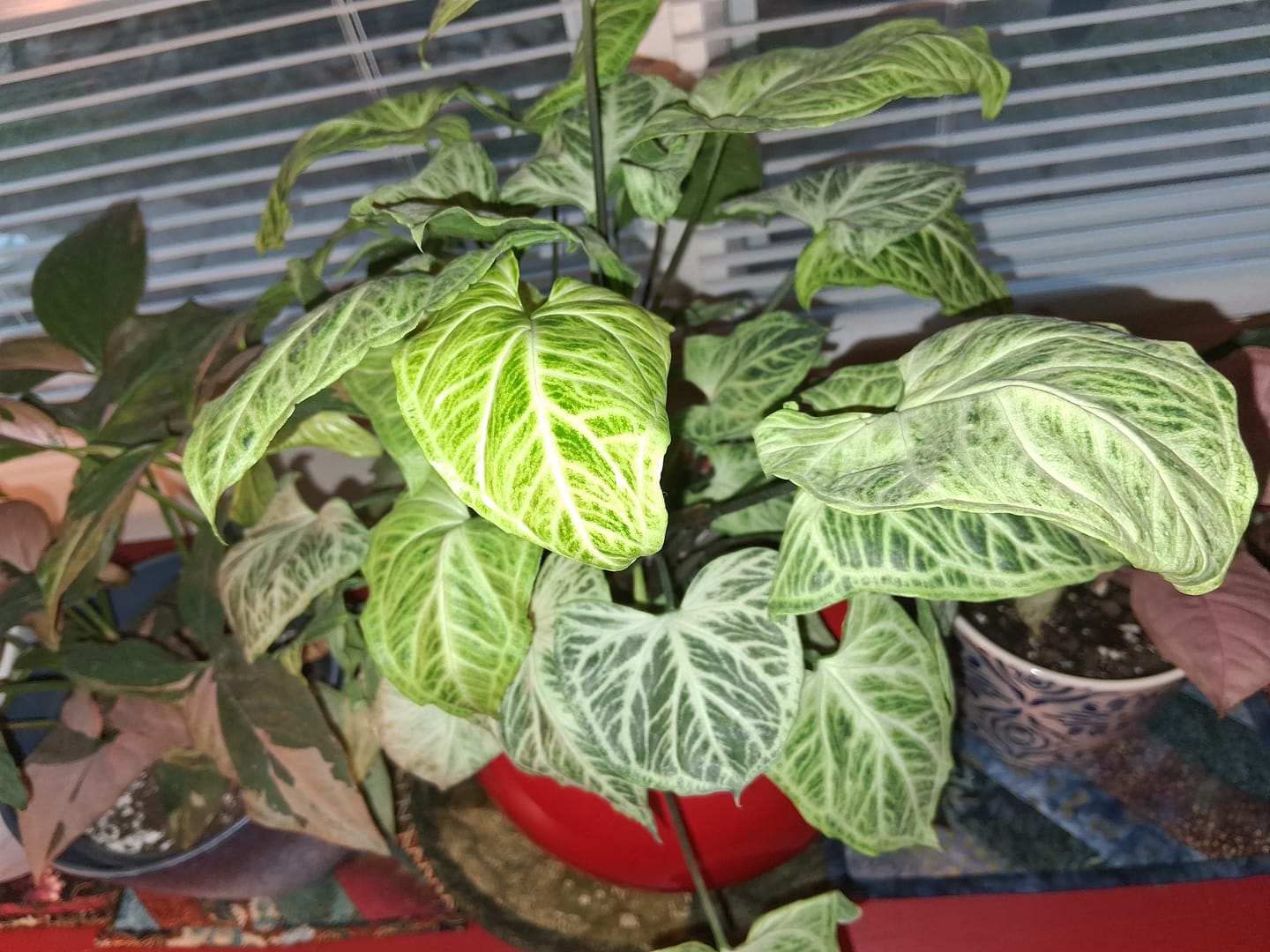 Customer photo review of Syngonium podophyllum 'Batik'