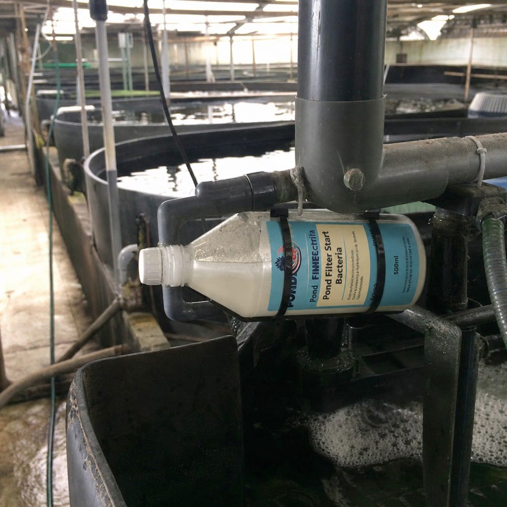 Customer photo review of Pond Filter Start Bacteria UK | Kick-Starts New Filters | Liquid Beneficial Bacteria | 500ml