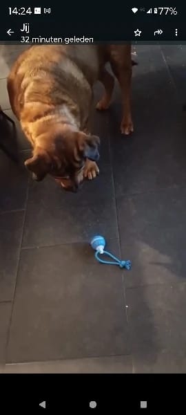 Customer photo review of Motion Activated Rolling Dog Ball Toy with Rope