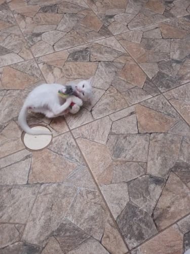 Customer photo review of Self Righting Mouse Tumbler Cat Toy for Indoor Play