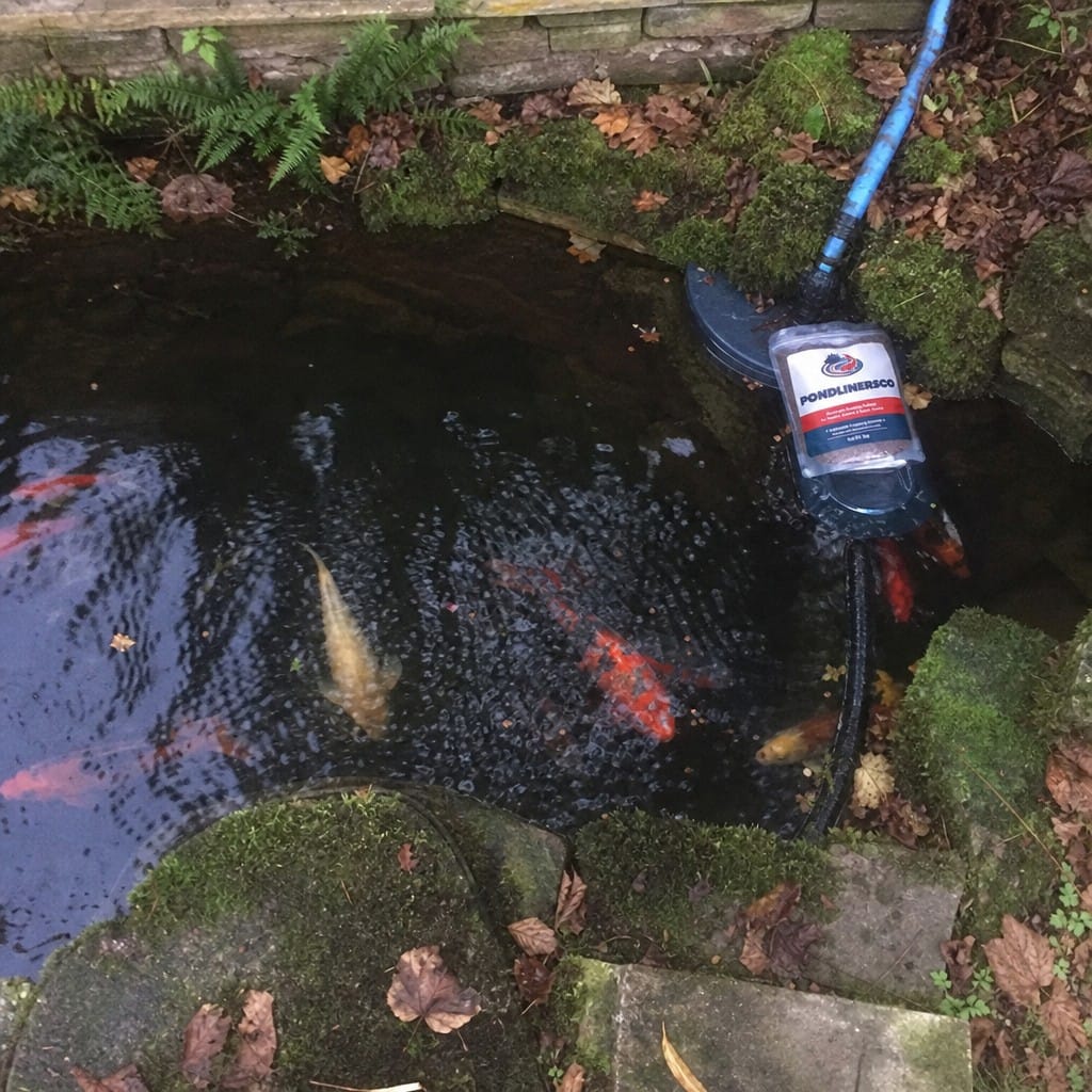 Customer photo review of Winter Koi Pond Food UK | Wheatgerm Floating Pellets | Easy to Digest | Cold Water Formula