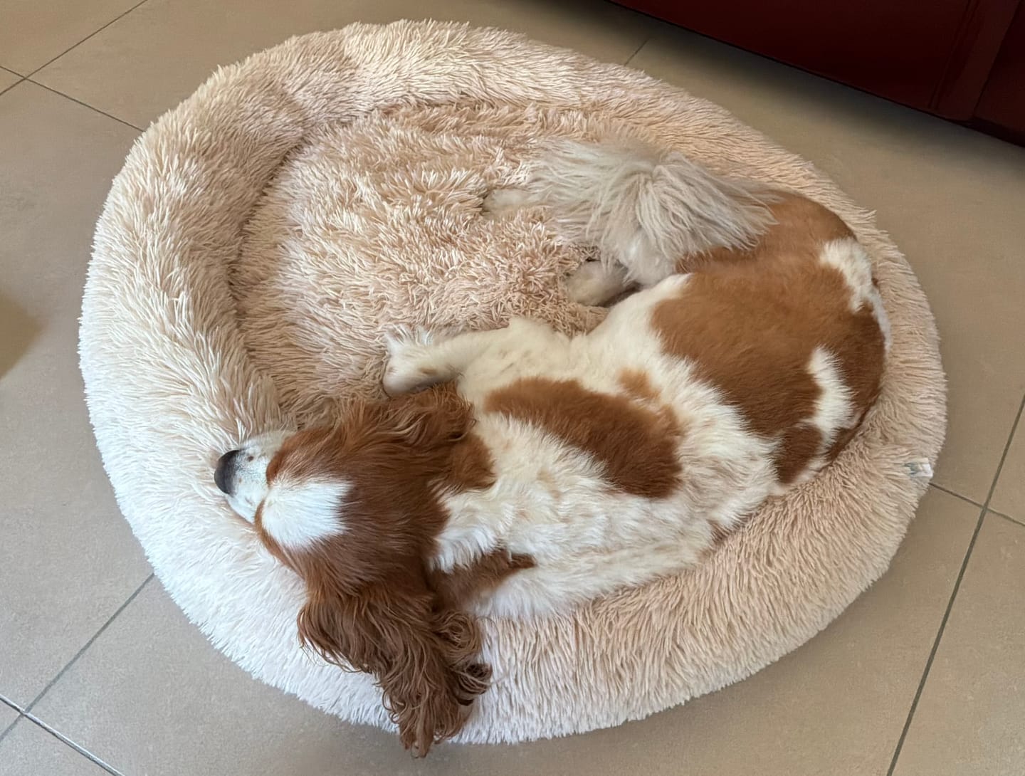 Customer photo review of Pet Perfect Fluffy Donut Hondenmand - Rond - Wasbaar
