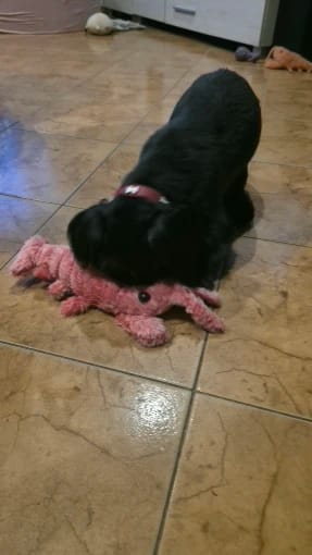 Customer photo review of Wiggling Lobster Plush Toy for Cats and Dogs