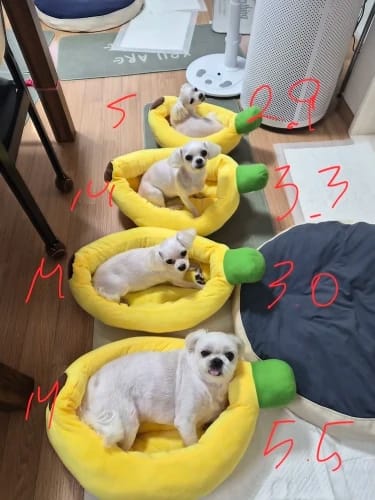 Customer photo review of Plush Banana Pet Bed for Cats and Small Dogs