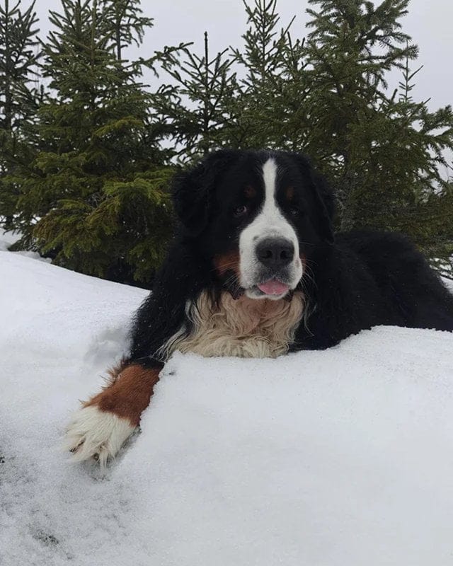 Customer photo review of Hip & Joint Chew