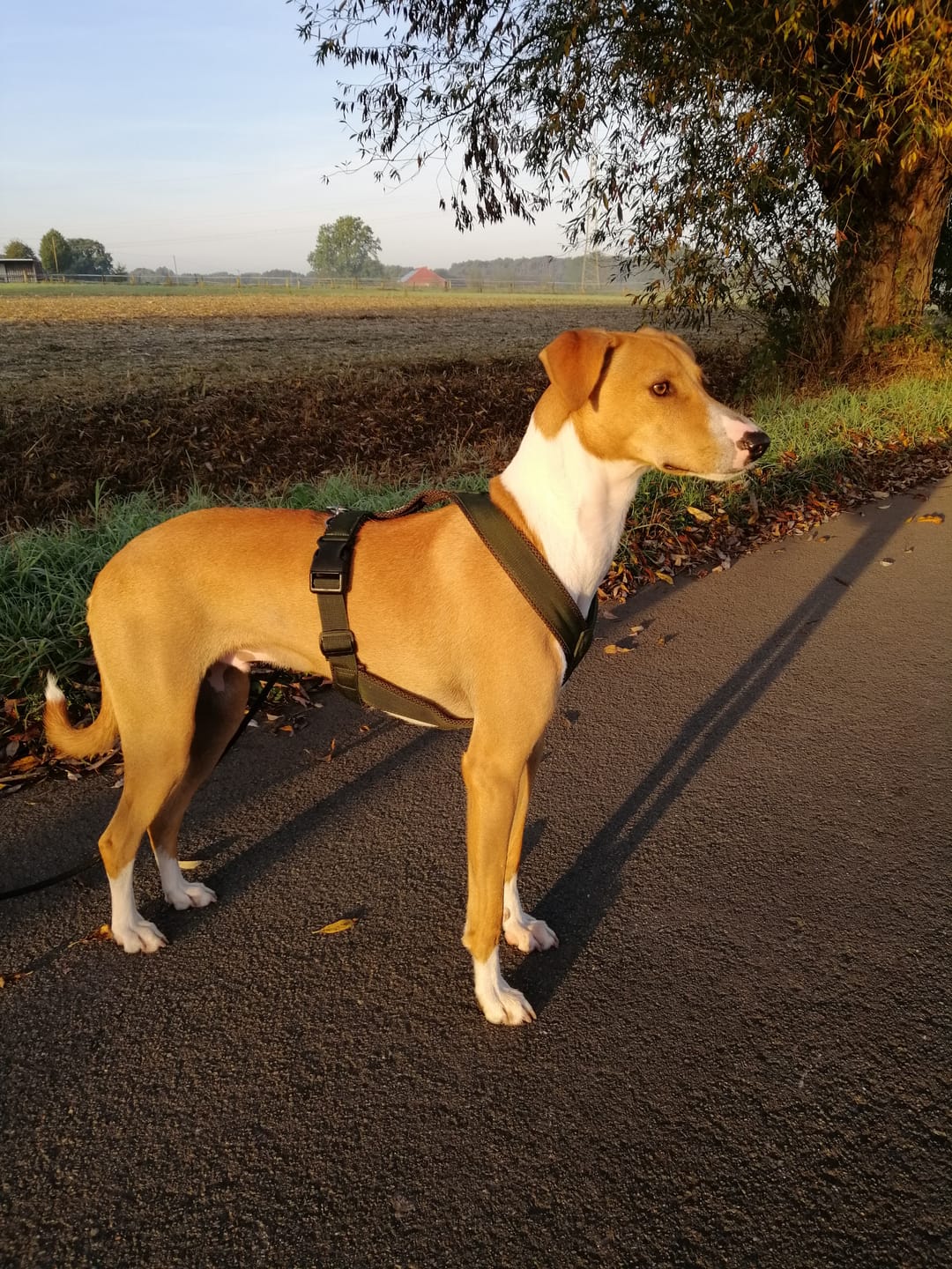 Customer photo review of Windhundgeschirr FUN "Mountain Green"