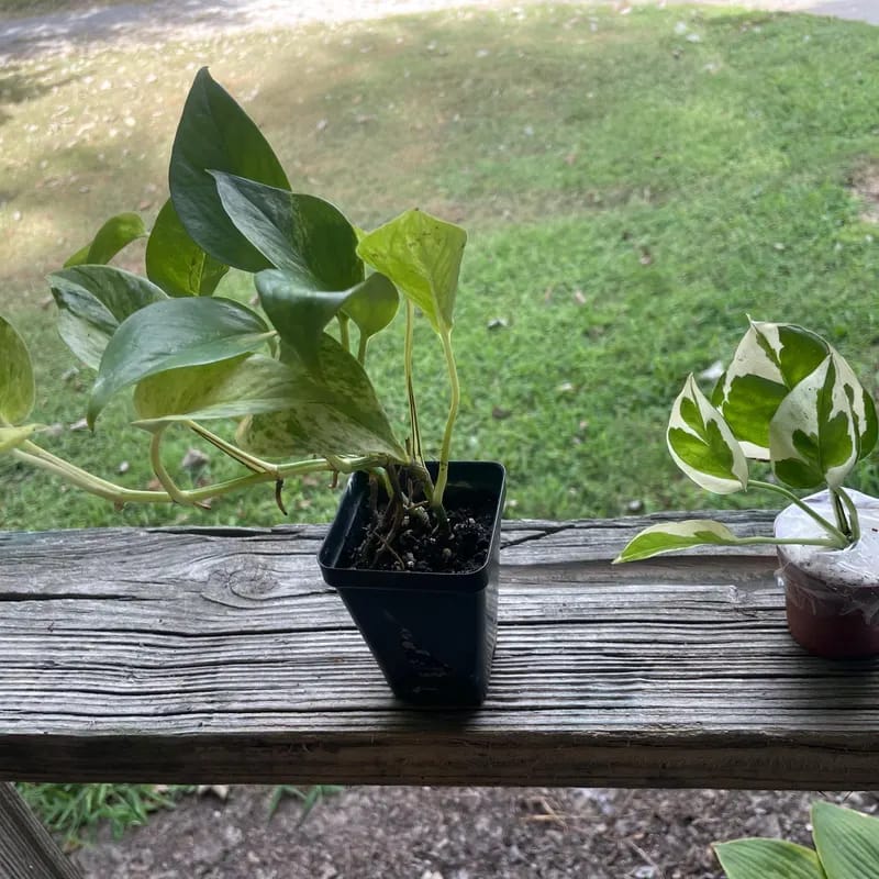 Customer photo review of N'joy Pothos Starter Plant in a 1.5” Pot - Low light indoor plant - Terrarium plant, Office plant, Gift plant