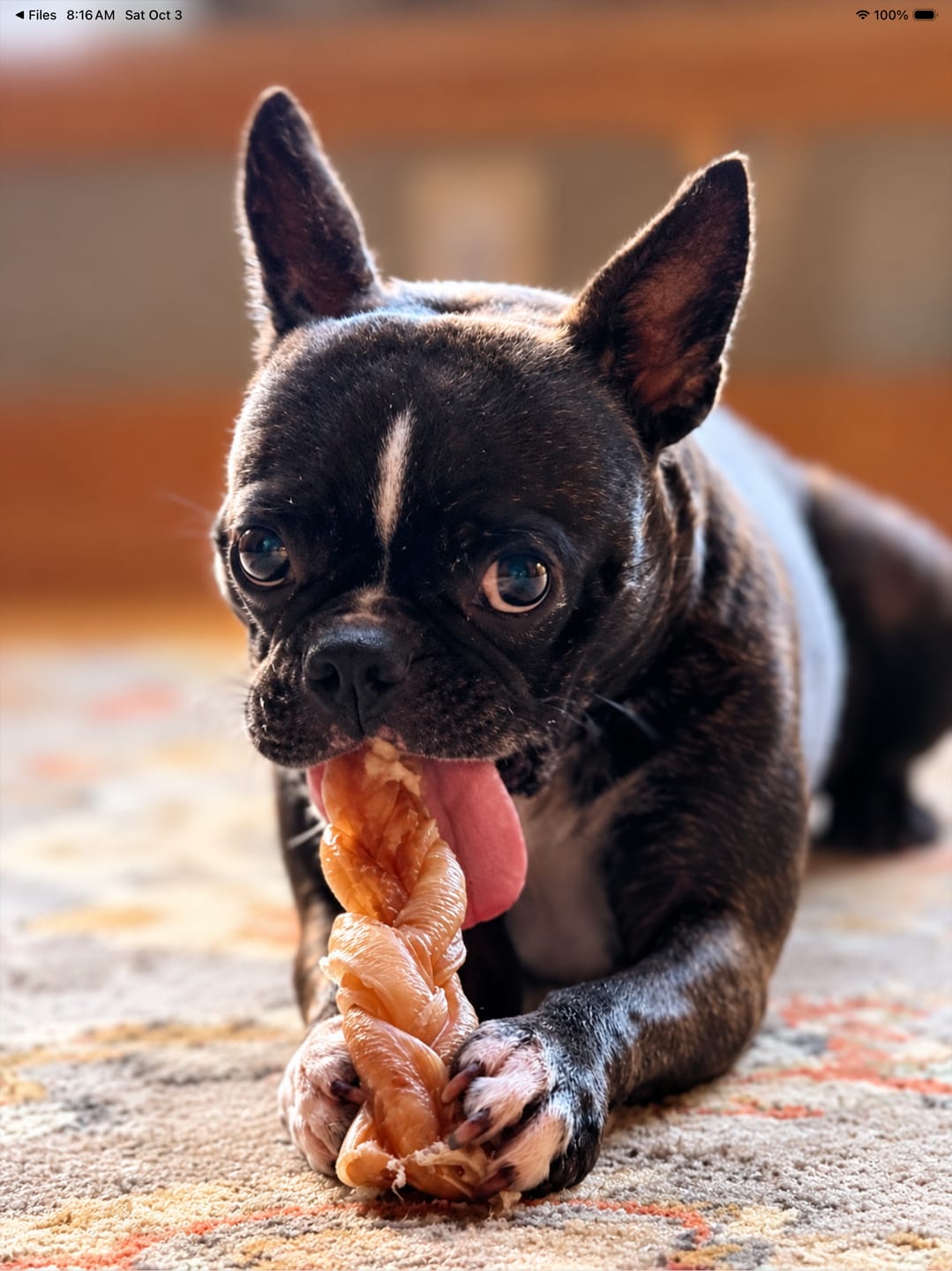 Customer photo review of 6 Inch Monster Braided Bully Stick