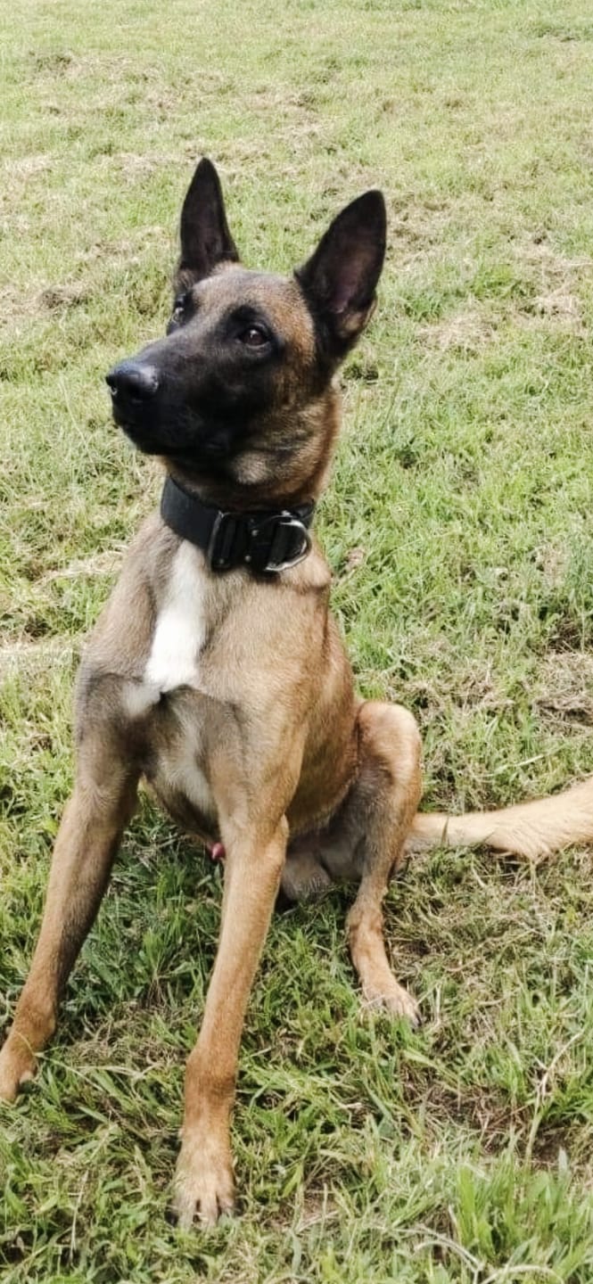 Customer photo review of 12 Inch Jumbo Braided Bully Stick