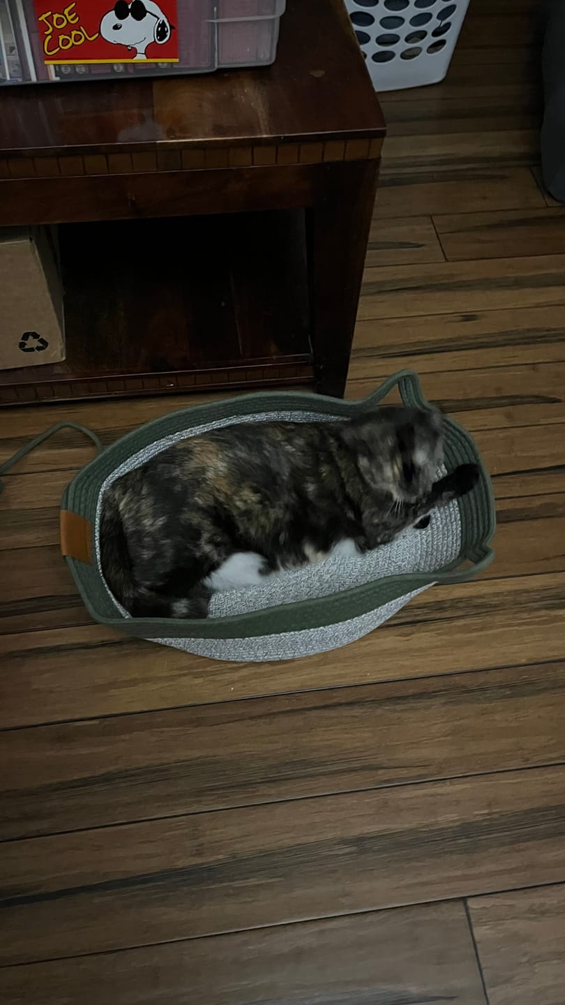 Customer photo review of Instinct Basket | Meet the first research-backed natural territory for indoor cats