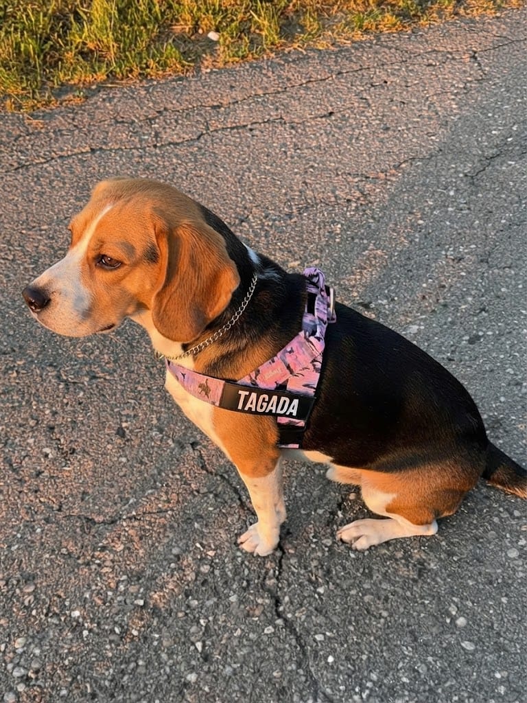 Customer photo review of Arnés personalizado para perros