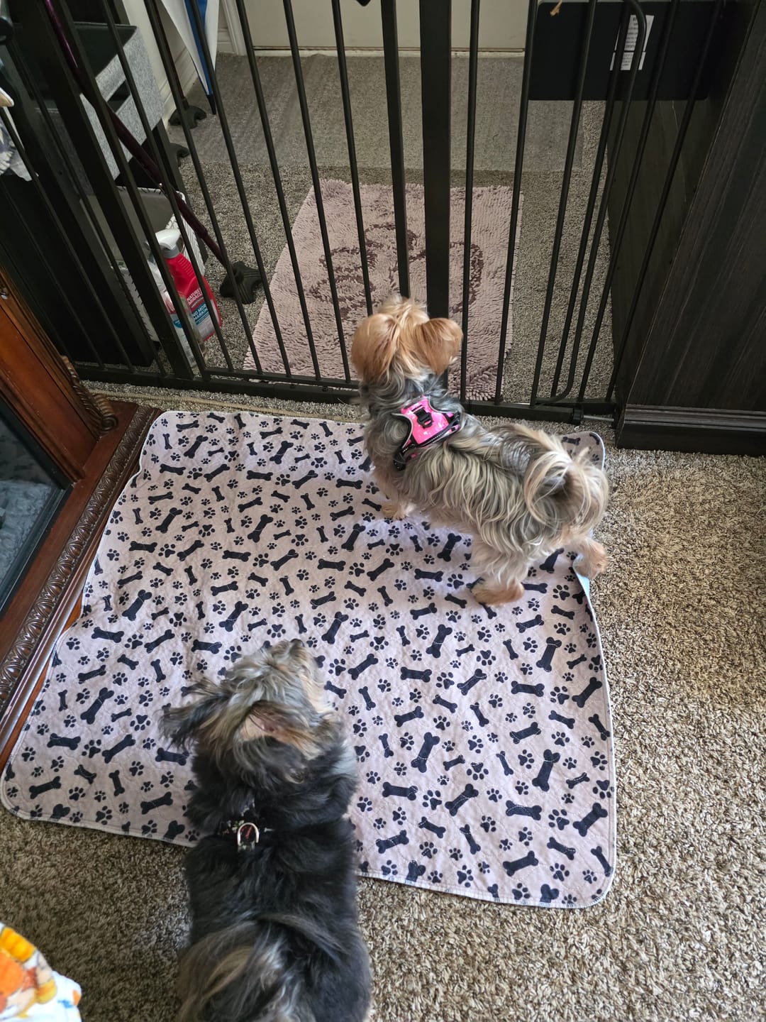 Customer photo review of 6 PUP PADS