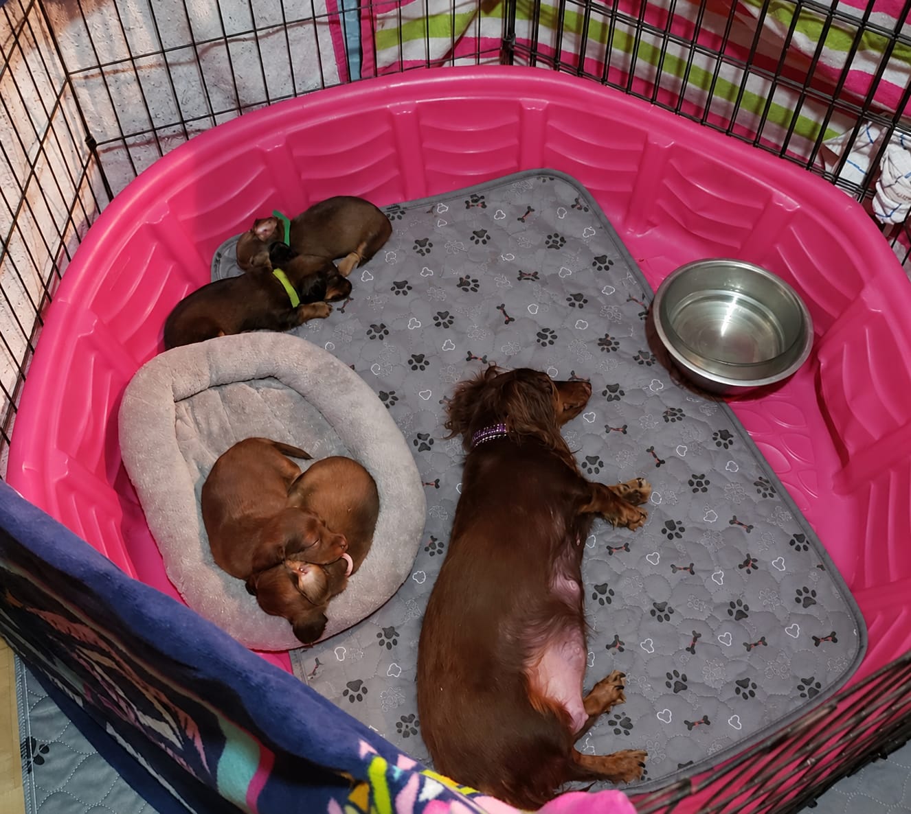 Customer photo review of Pawloo™ Tapete Inteligente para Perros