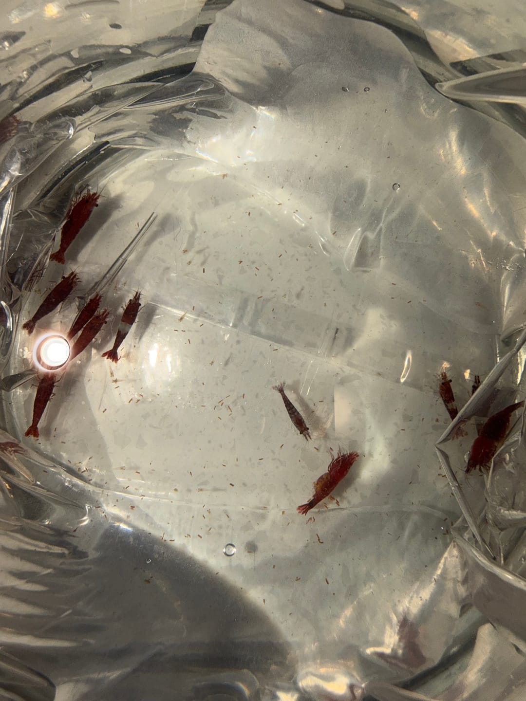Customer photo review of Fire Red Cherry Shrimp (Bright Red Neocaridina)