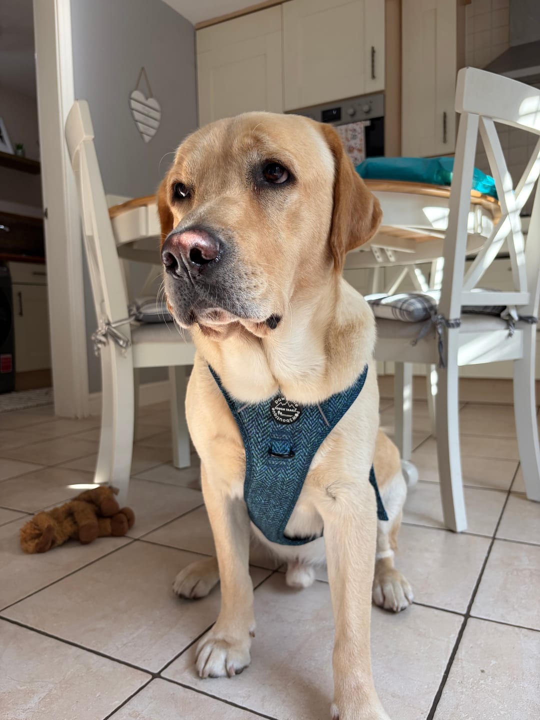 Customer photo review of Tough Trails™ Harness - Country Teal