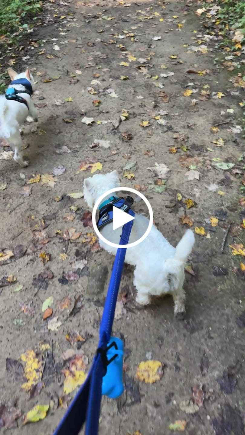 Customer video review of SCOBYDOG No Pull Harness