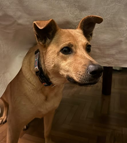 Customer photo review of Collar Mandalas (Perro)