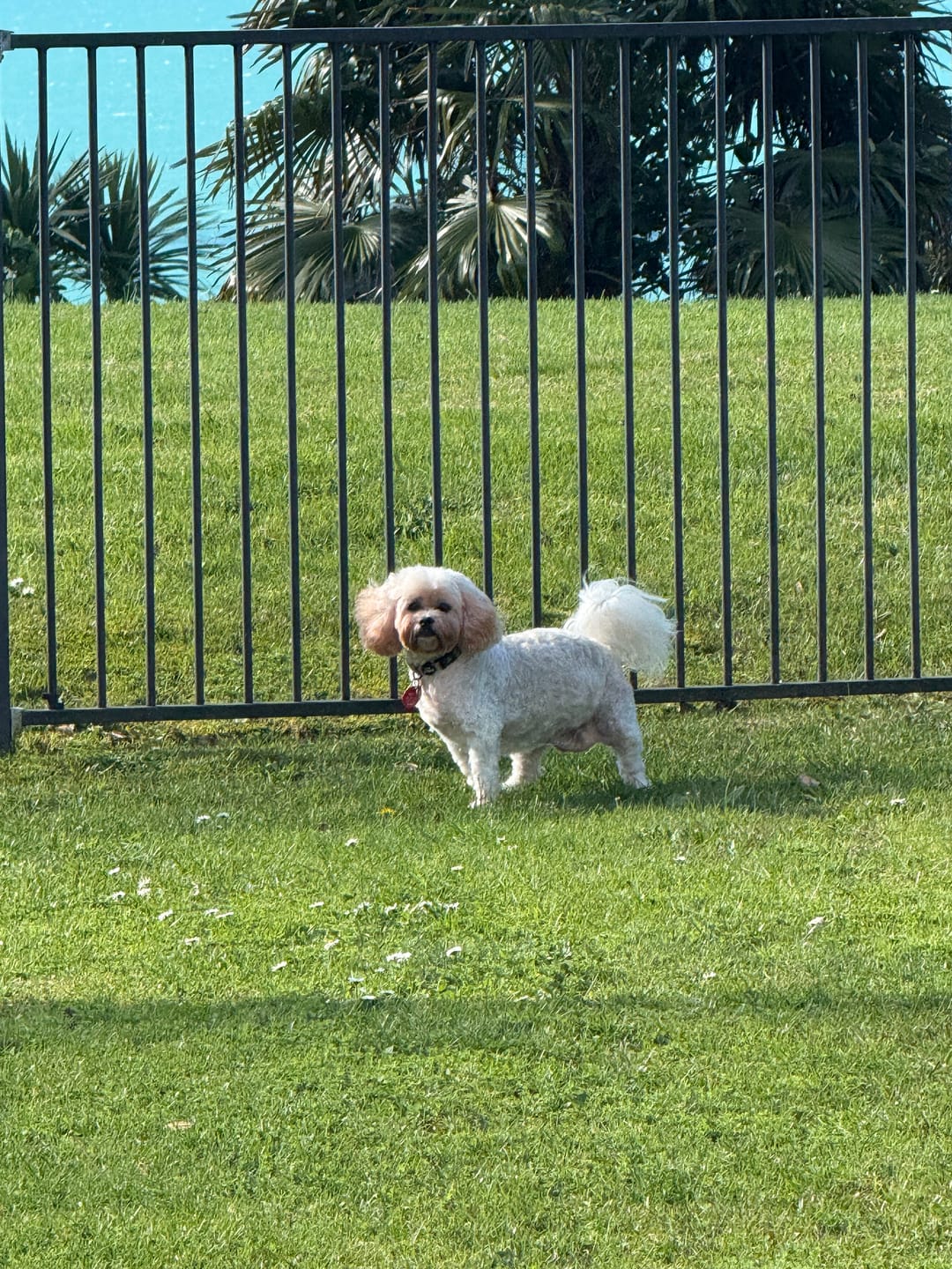 Customer photo review of Vetplus Samylin Liver Supplement Powder for Small Dogs and Cats <10kg