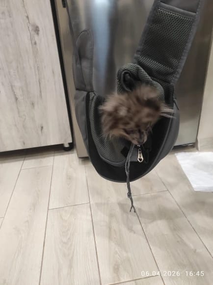 Customer photo review of Hands Free Pet Sling Carrier with Inner Safety Leash
