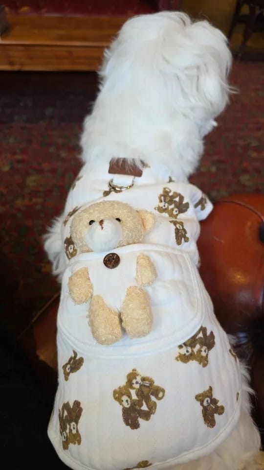 Customer photo review of Teddy Bear Dog Harness Vest for Small Dogs