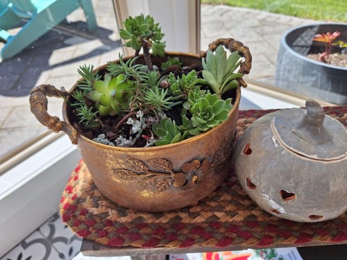 Reviewer's antique gold Ottavia planter filled with small succulents, sitting on a table near a window.