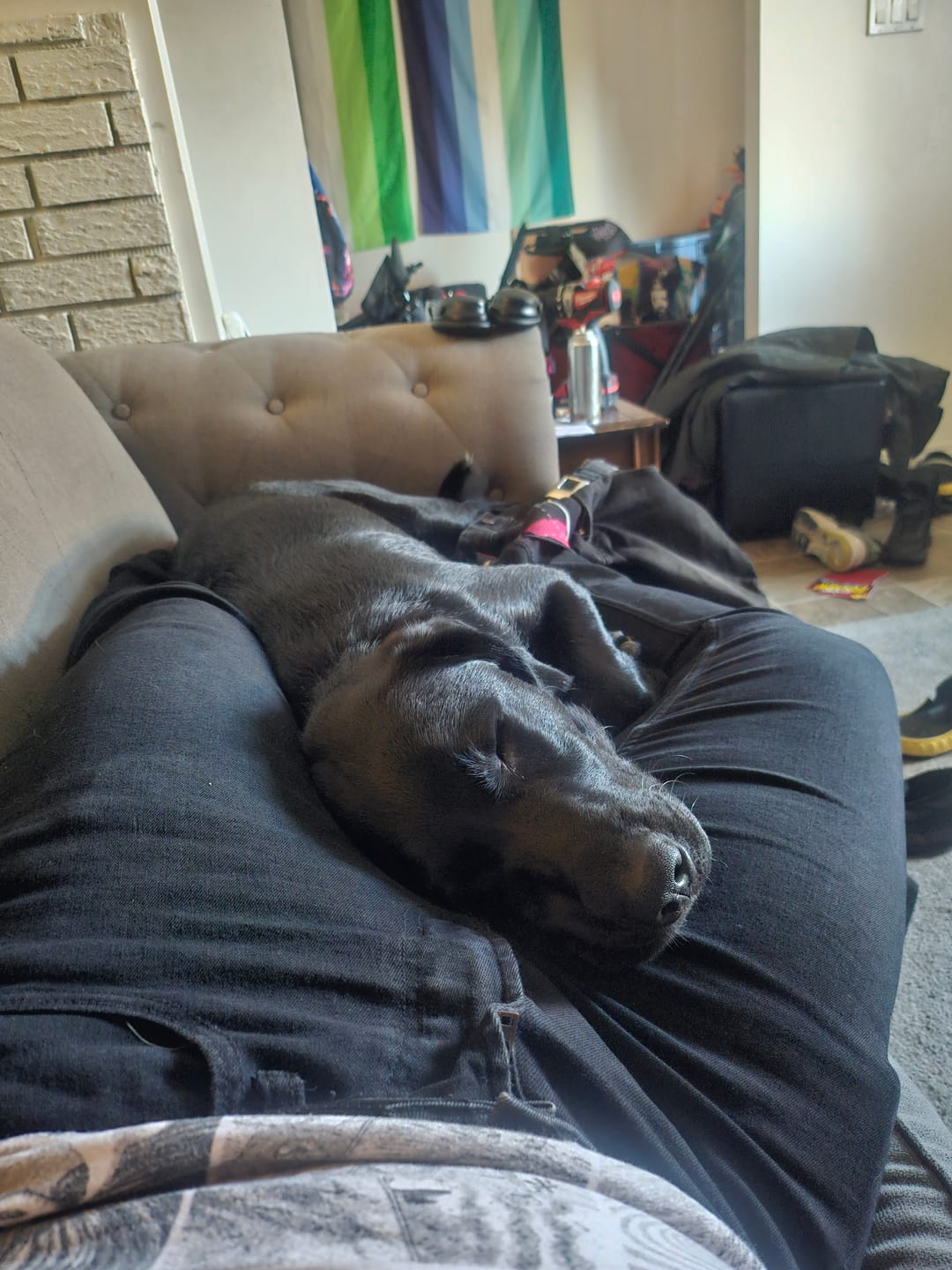 Customer photo review of 6 Inch Monster Bully Stick