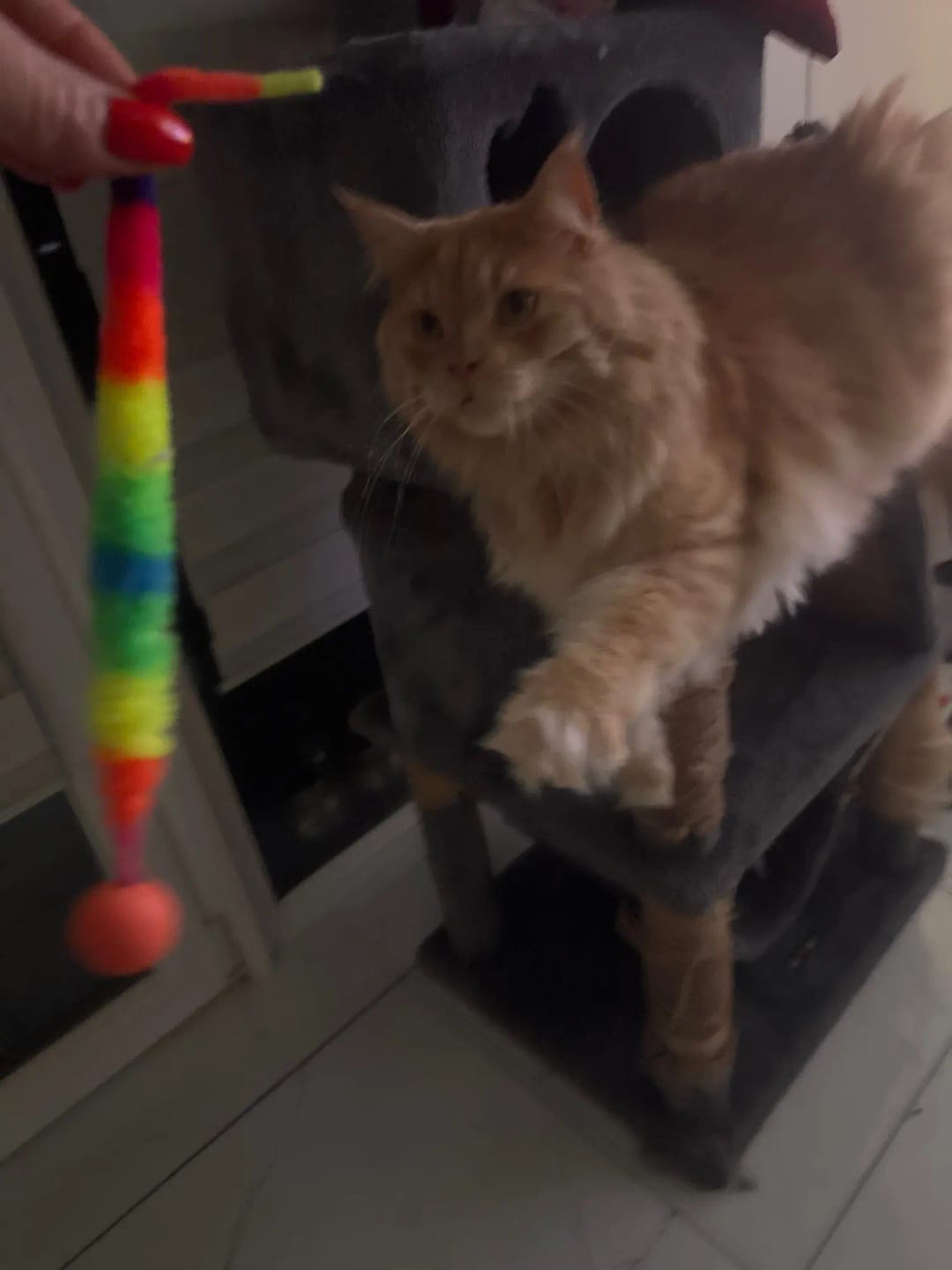 Customer photo review of Bouncy Cat Toy Balls with Fuzzy Worm Tails