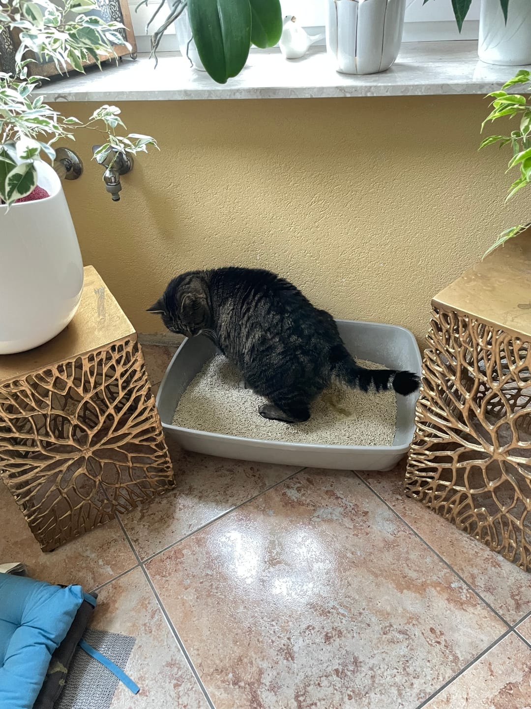 Customer photo review of Katzenklo Schaufel