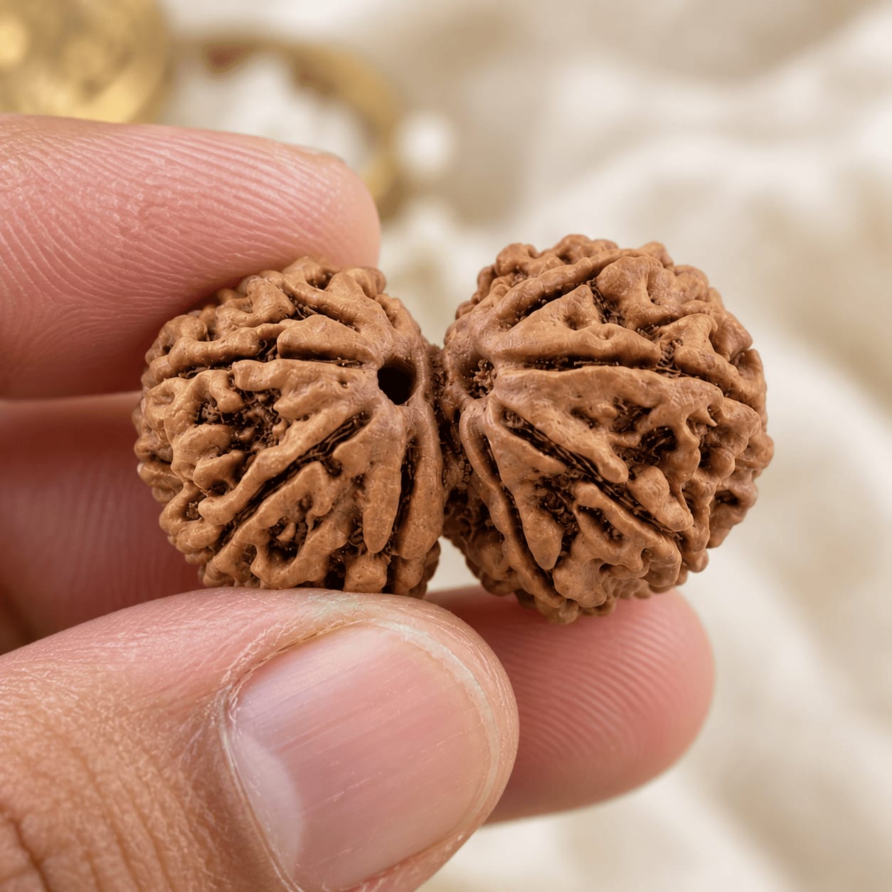 Customer photo review of Gauri Shankar Rudraksha (Nepali)