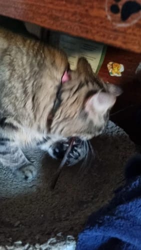 Customer photo review of Extra Long Silvervine Cat Chew Stick for Indoor Cats