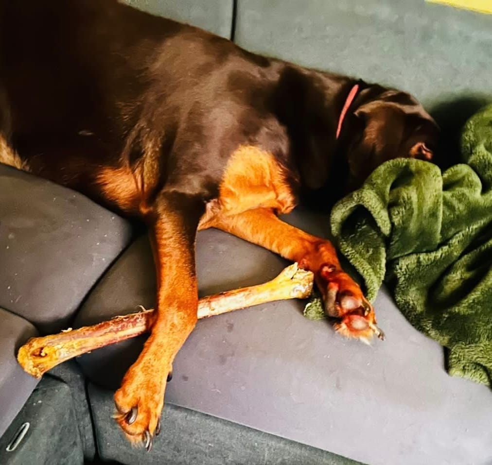 Customer photo review of Power Chewer Large Box — 12 Ostrich Treats for Serious Chewers