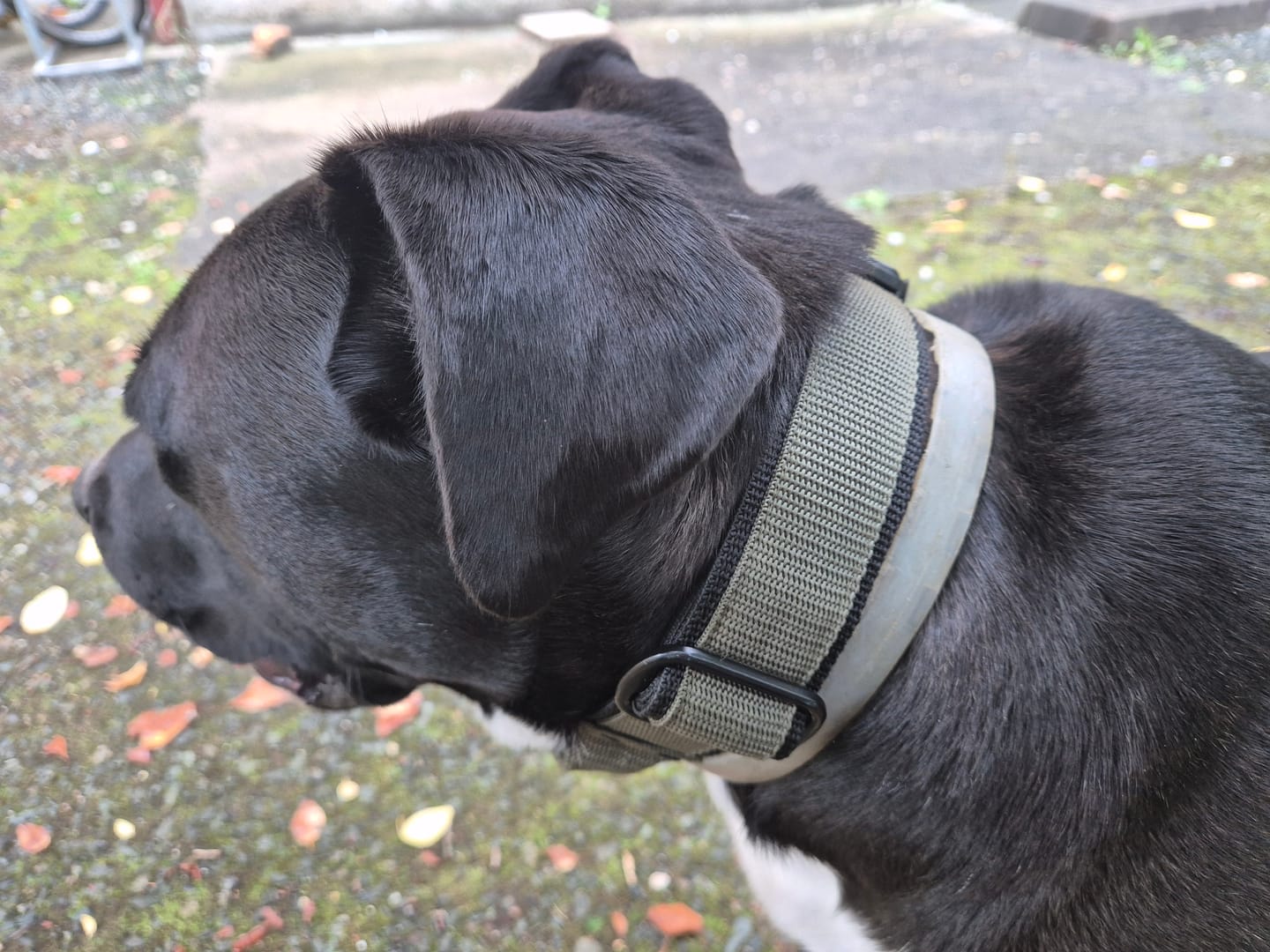 Customer photo review of Extreme Buckle Black Edition Khaki - Starkt och säkert halsband