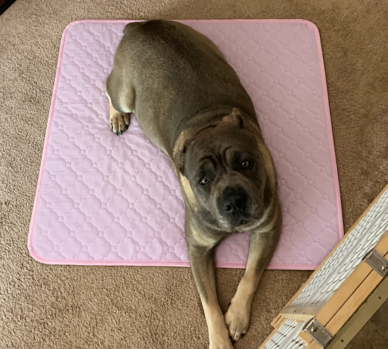 Customer photo review of Pawloo™ Tapete Inteligente para Perros