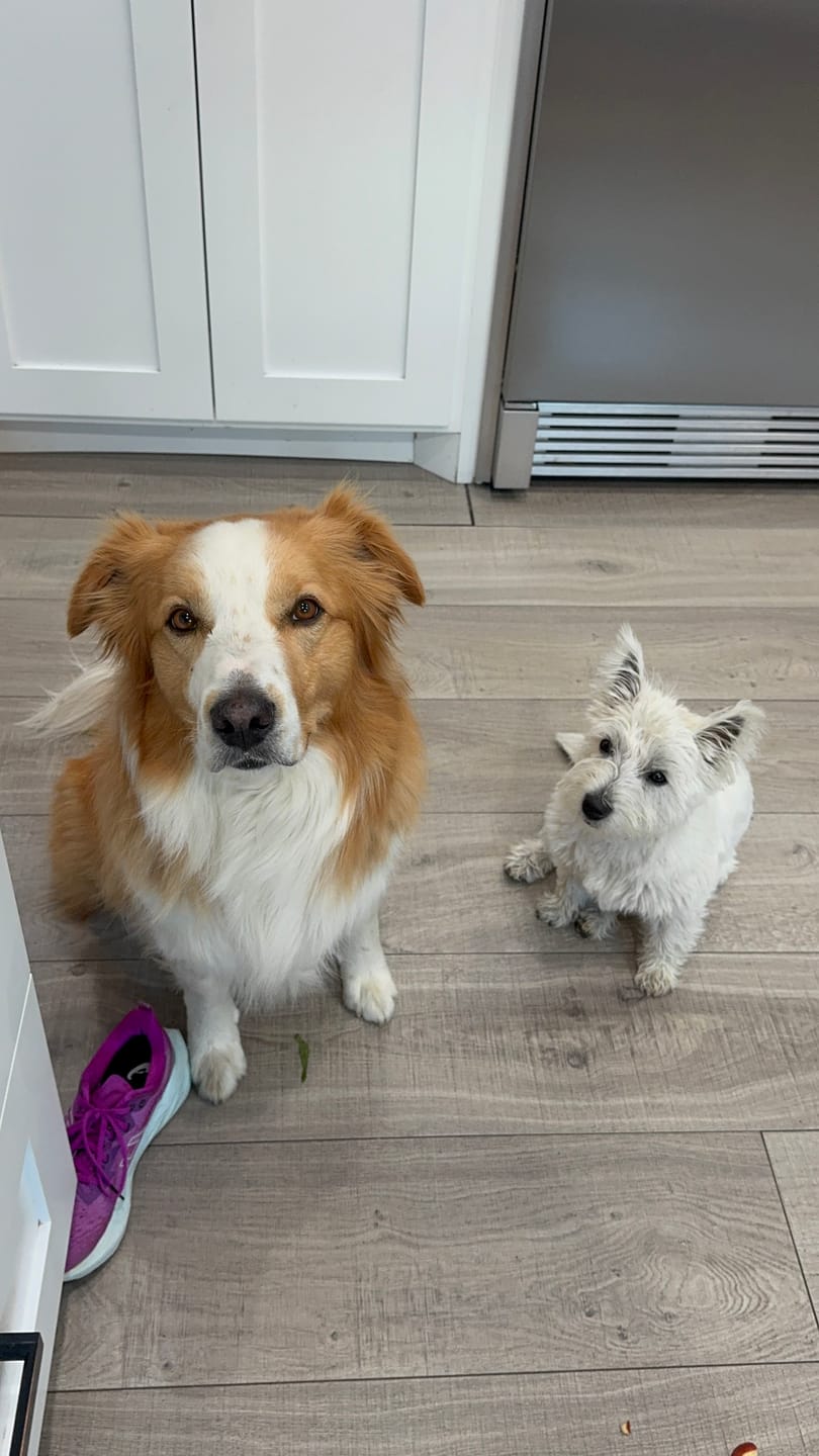 Customer photo review of 12 Inch Thick Bully Stick