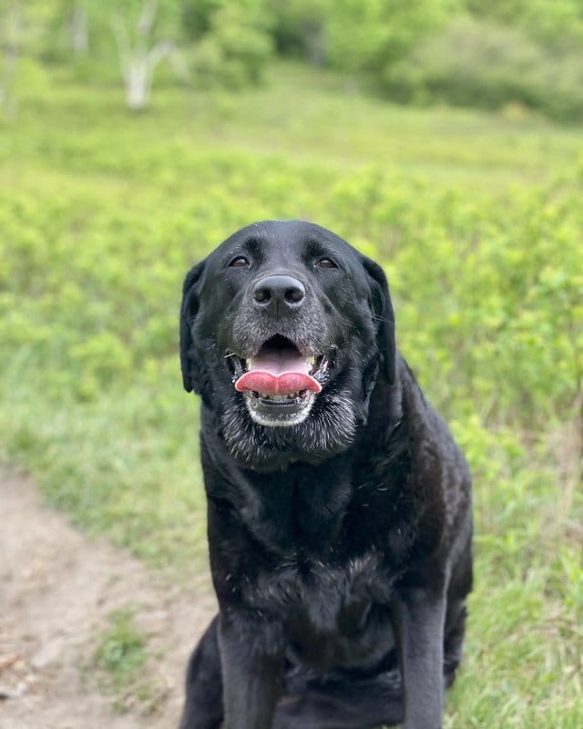Customer photo review of Hip & Joint Chew
