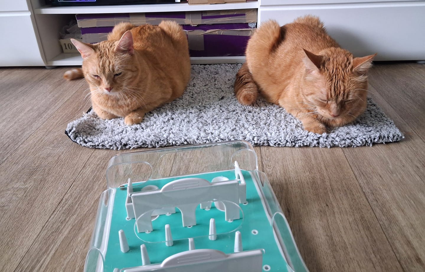 Customer photo review of Naturreines Katzenstreu