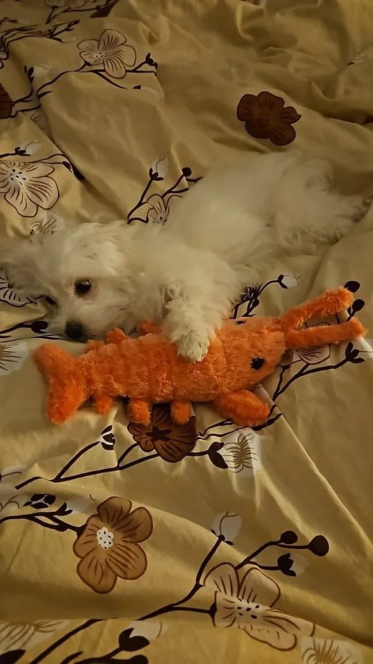 Customer photo review of Wiggling Lobster Plush Toy for Cats and Dogs