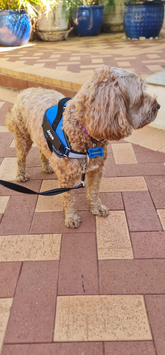 Customer photo review of Safety No Pull Dog Harness
