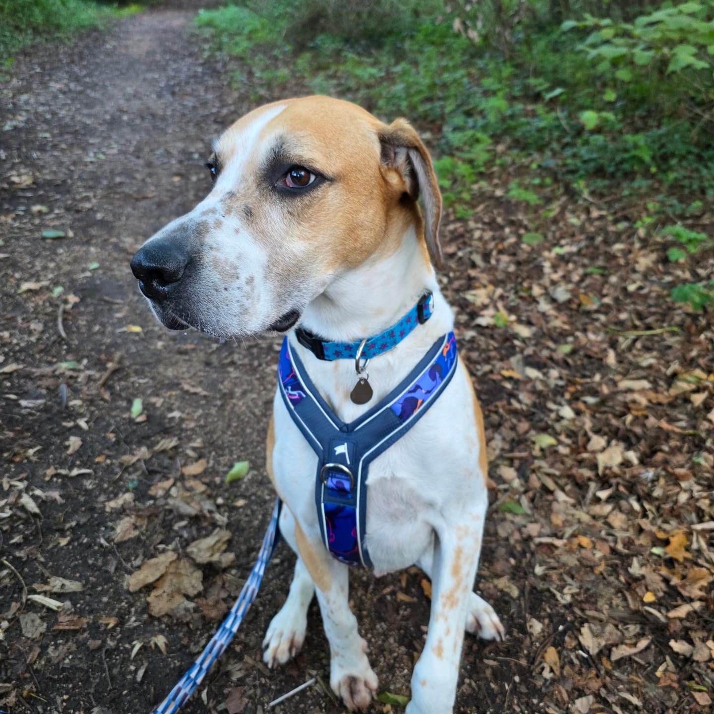 Customer photo review of Apex® Harness
