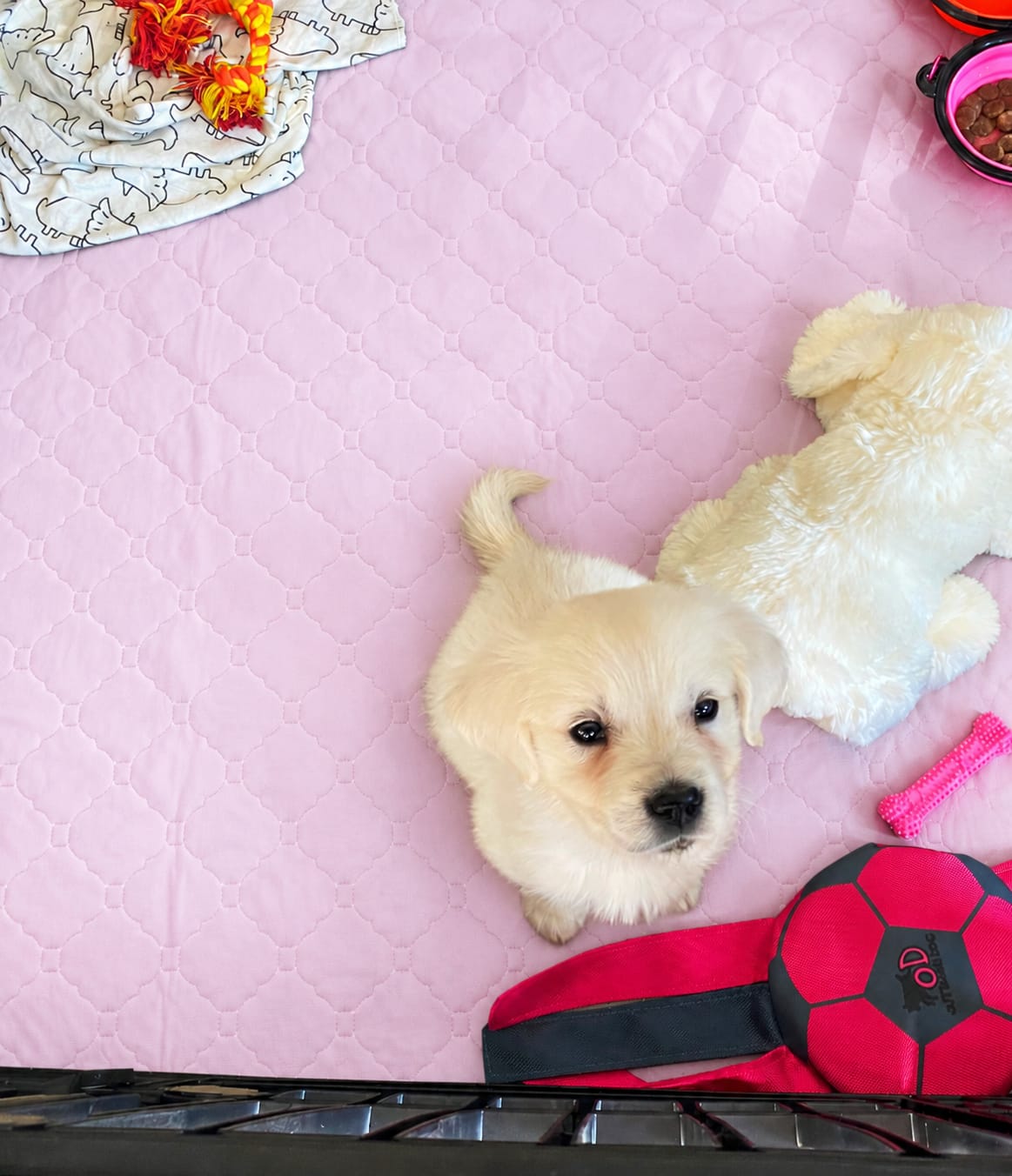 Customer photo review of Pawloo™ Tapete Inteligente para Perros
