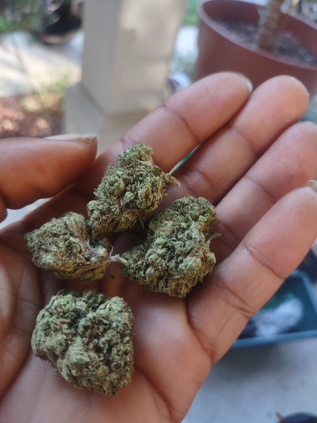 Customer photo review of Blackberry Diesel THCA Flower