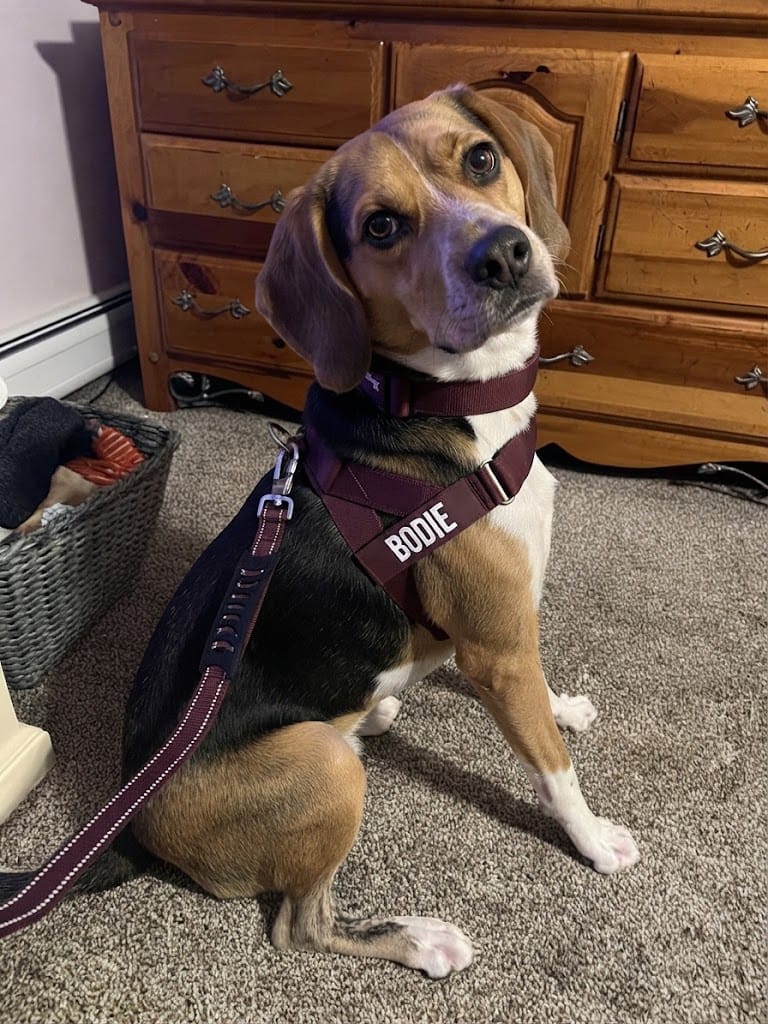 Customer photo review of Arnés personalizado para perros