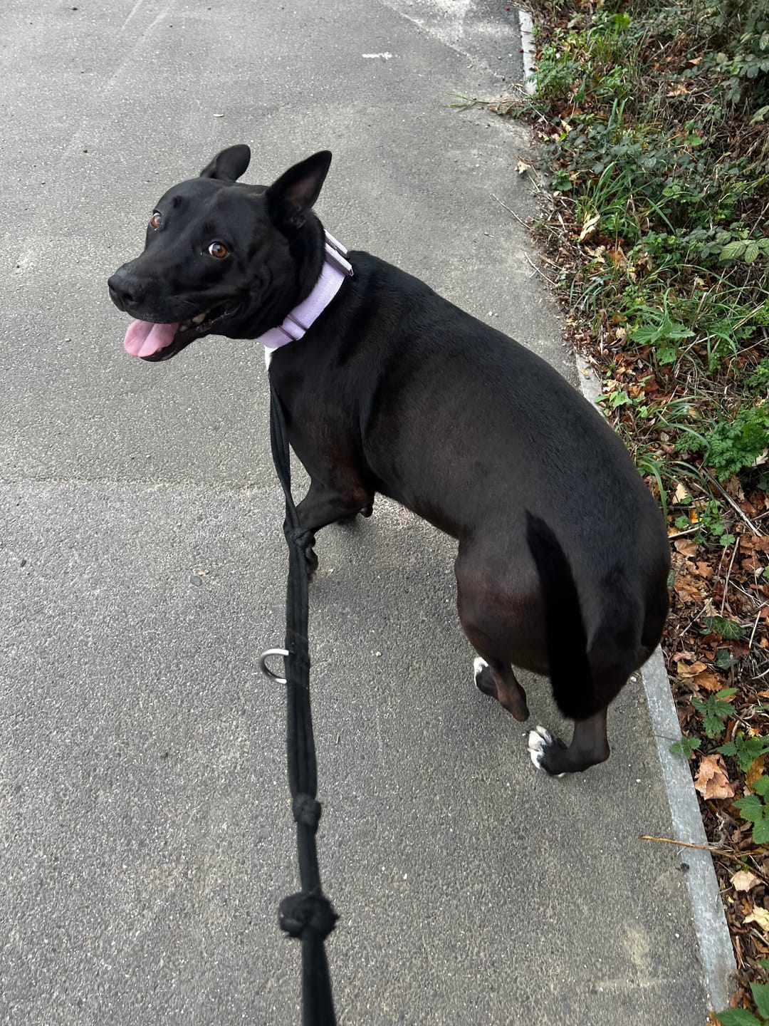Customer photo review of 5cm Lighter Combat® Collar | With Handle Secure Clip - Lavender X Ube