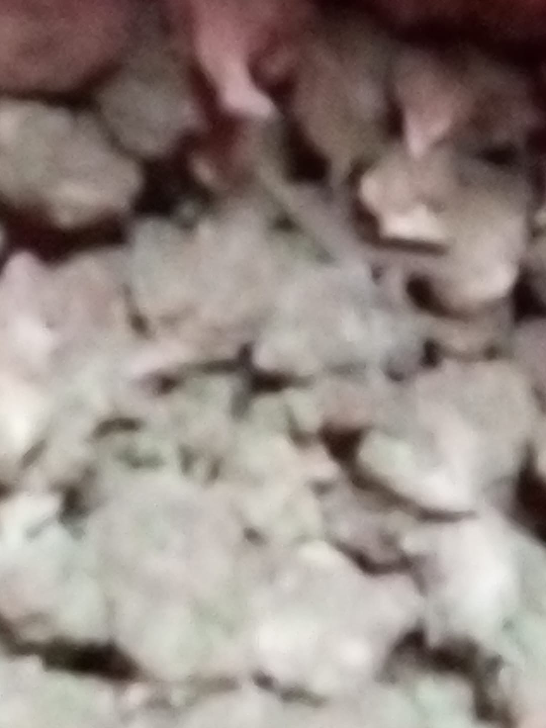 Customer photo review of Cheap THCA Smalls Pound