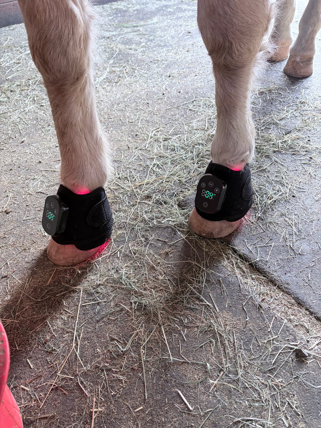Customer photo review of HorseHalo™ HaloLegs Mini