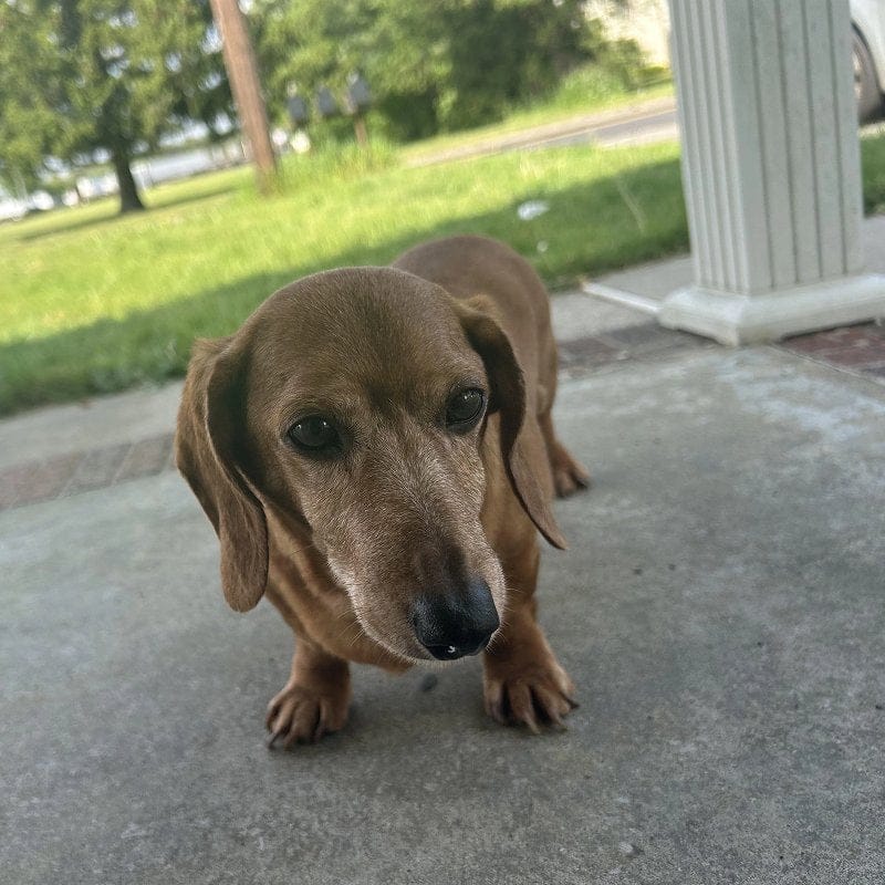 Customer photo review of Hip & Joint Chew