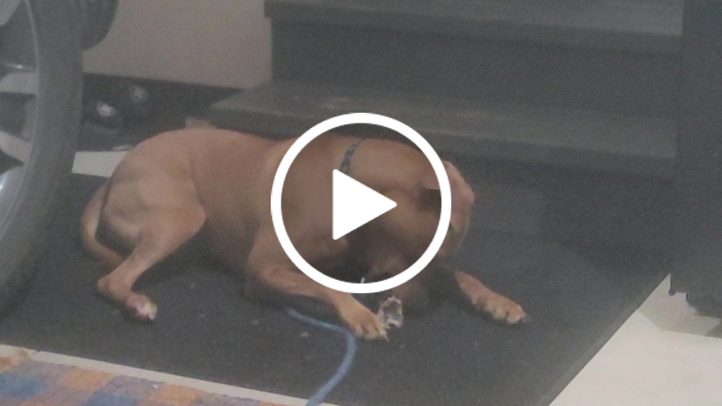 Customer video review of Ostrich Foot Bone (7" x 3.5"): The Flavorful & Long-Lasting Chew for Small to Medium Dogs