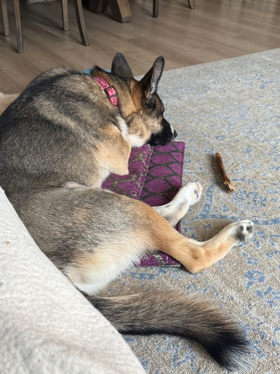 Customer photo review of 12 Inch Bully Coated Gourmet Collagen Sticks