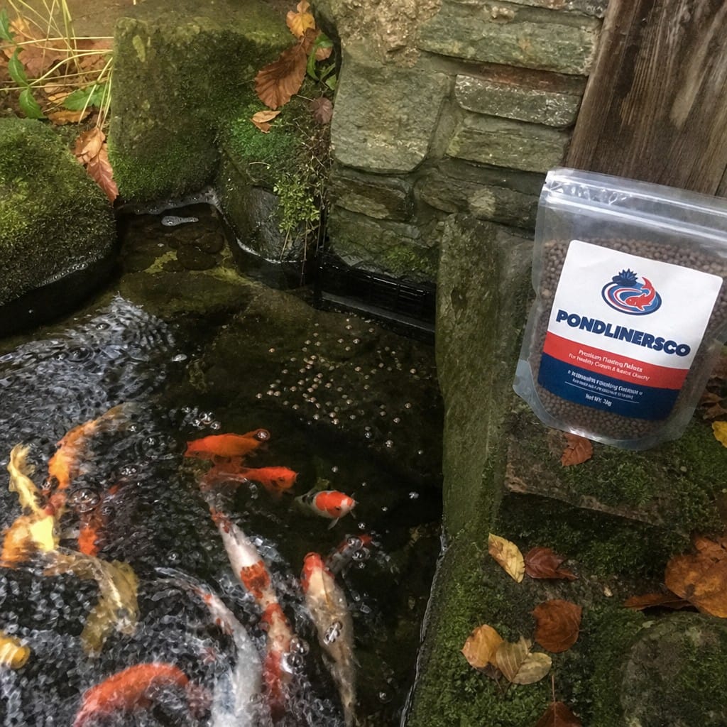 Customer photo review of Winter Koi Pond Food UK | Wheatgerm Floating Pellets | Easy to Digest | Cold Water Formula