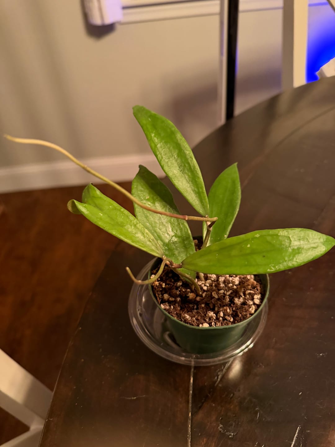 Customer photo review of Hoya 'Jennifer'